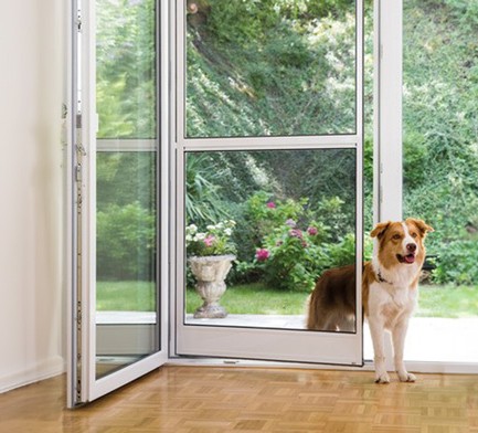 Hund läuft durch eine Insektenschutz-Pendeltür.